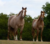 Koně na ranči