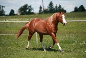 Reds Rooster Delmaso